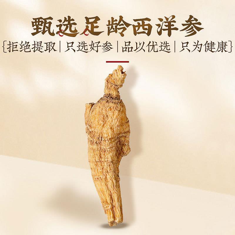 American Ginseng with Foot Protoginseng Can Be Soaked in Wine To Make Tea