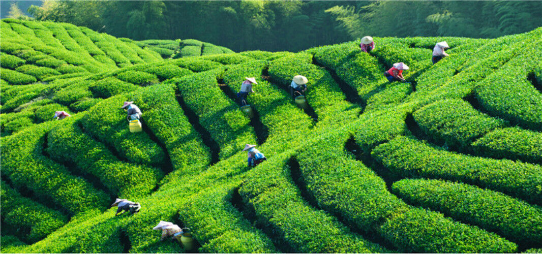 Hohe Qualität Tieguanyin Tee Braten TiKuanYin Oolong Tee Schwarzer Tee 50g Tee 茶
