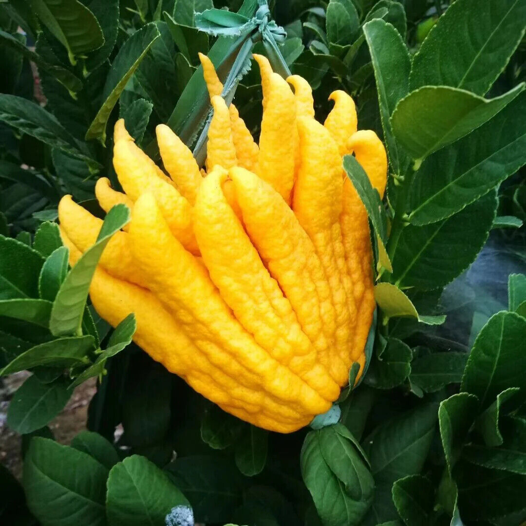High Quality Dried Fingered Citrus Shredded Bergamot Fruit Pieces Herbal Tea