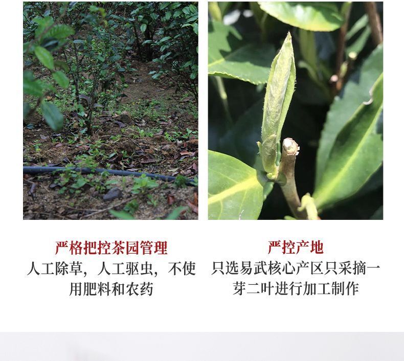 Yunnan Ancient Tree Puerh Tea Raw Tea Golden Melon Tribute Tea Yiwu 500g