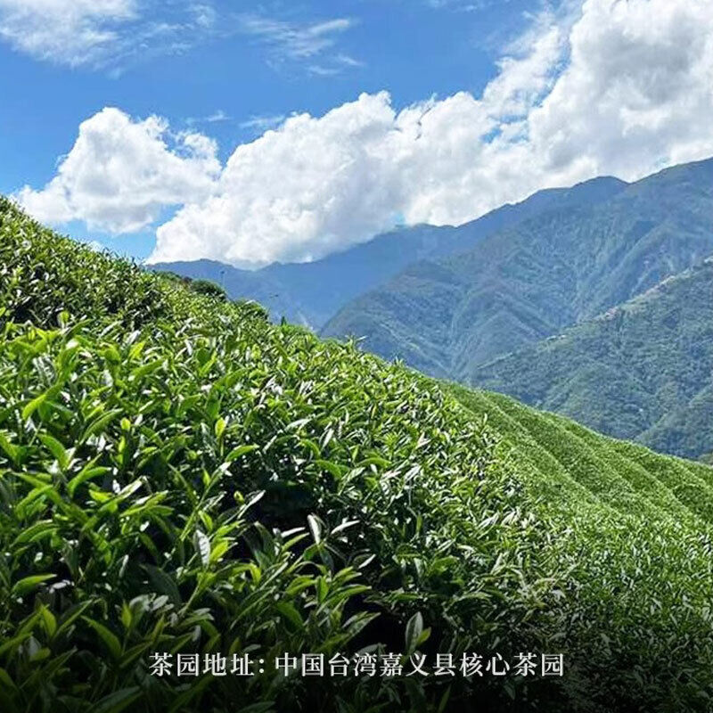 Milk Oolong Tea Loose Leaf Oolong Tea Medium Caffeine Origin Premium Oolong Tea