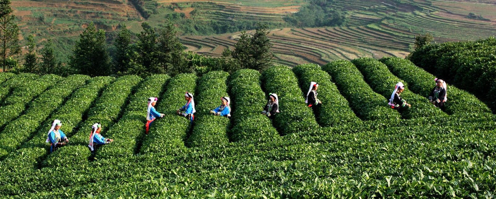 HelloYoung Topgrade Dian Hong Famous Yunnan Black Tea Dianhong TEA 58 Series Black Tea 250g