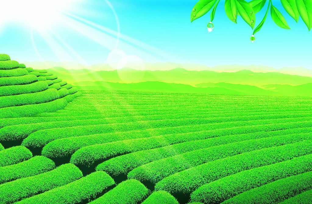 HelloYoung 100g Chinensis Wu Wei Zi Herbal Tea Organic Wild Dried Schisandra Flower Tea