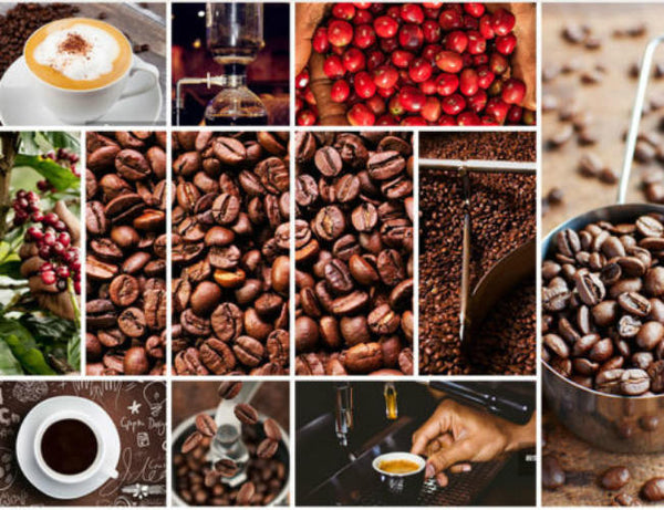 500g High Quality Original Vietnam Coffee Bean Baking Charcoal Tea Green Food 咖啡