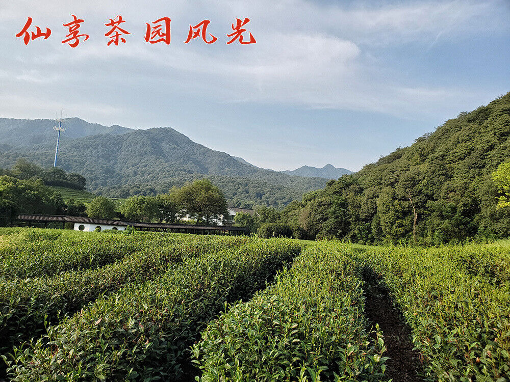 HelloYoung New Worker's Black Tea Strong Aroma Brew Resistant Alpine Tea 500g/1.1lb