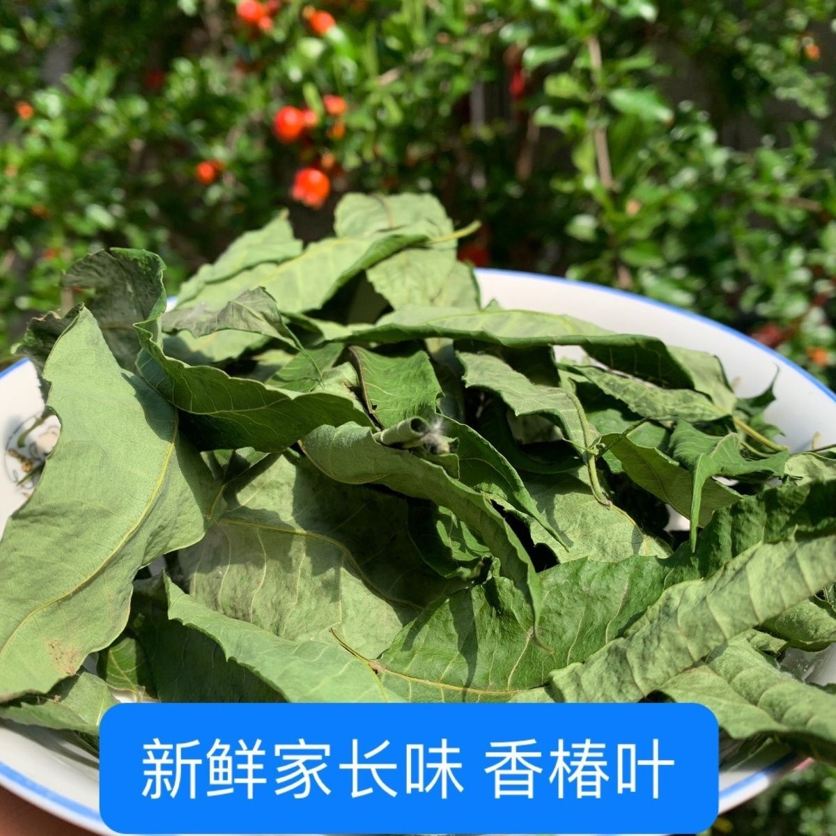 250g/ 500g Sun Dried Toon Leaves Toon Tea Fresh Leaves Dried Toon Leaves Secondary image