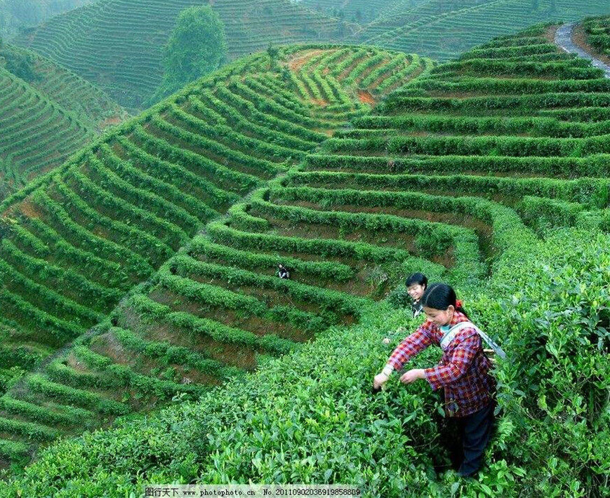 250g High Quality Green Tea Fresh Milk Oolong Tea Organic Taiwan Jinxuan Wulong