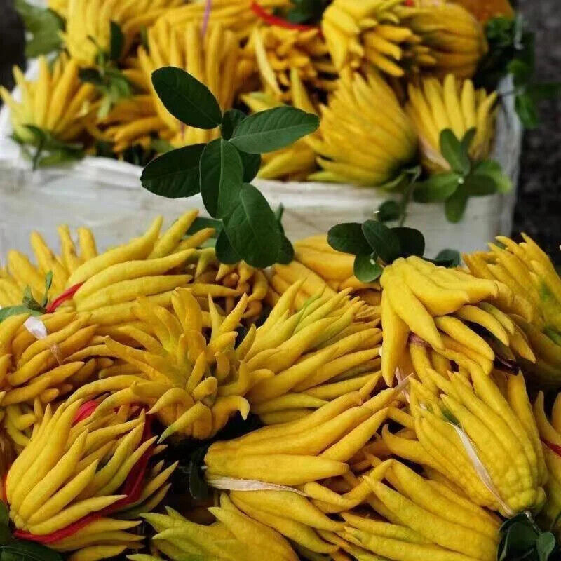 Hohe Qualität Getrocknete Fingered Citrus Shredded Bergamotte Frucht Kräutertee