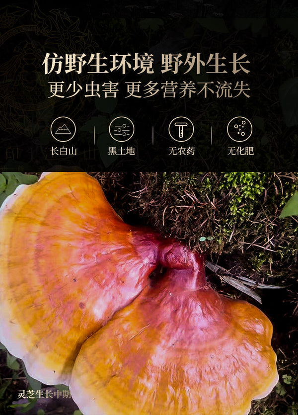 HelloYoung Ganoderma lucidum tablets in tea and soup Changbaishan wildlife infusion tea