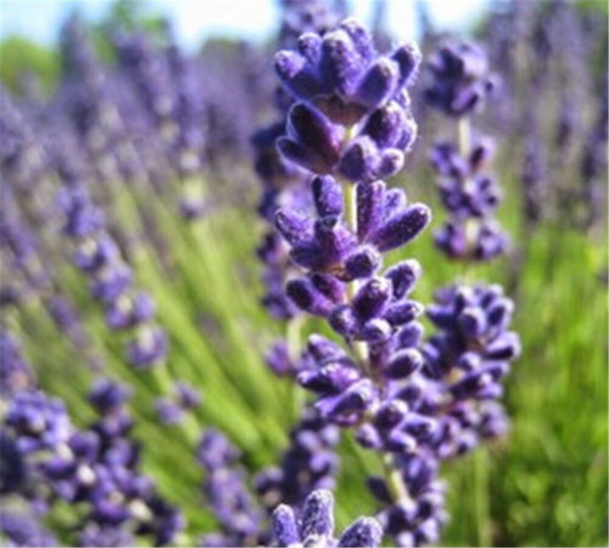HelloYoung Lavender Tea Dried Flowers Premium Tea Organic Herbal Beauty Bulk Tea 50g Main image