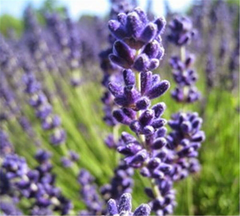 HelloYoung Lavender Tea Dried Flowers Premium Tea Organic Herbal Beauty Bulk Tea 50g