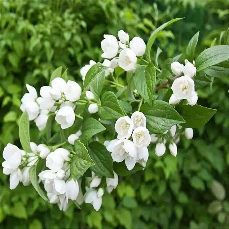 250g Wild-Harvested Jasmine Dragon Pearls Herb Tea: Natural and Healthy