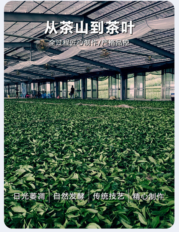 High Mountain Longfengxia Cold Tea Premium Shanlinxi Oolong Tea Taiwan