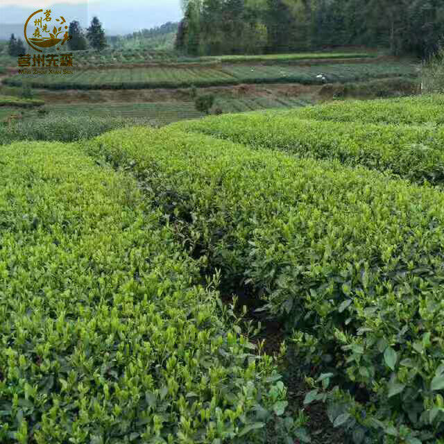 HelloYoung Guizhou Alpine Tea Bird's Tongue Mao Jian Tea Pieces Bulk Alpine Yunwu Tea Piece Secondary image