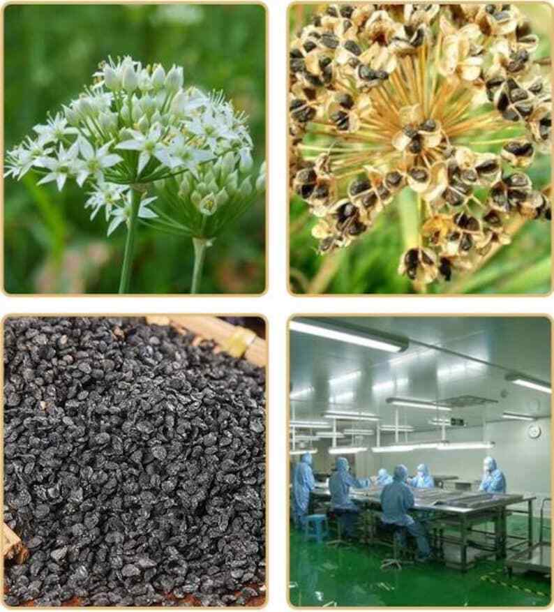 Dried Chinese Leek Seed, Tuber Onion Seed, Semen Allii Tuberosi, Leek Seeds