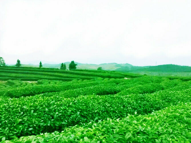 HelloYoung Yunnan Dian Hong Black Tea Cake 200g Fengqing Ancient Tree Black Tea Puer Tea