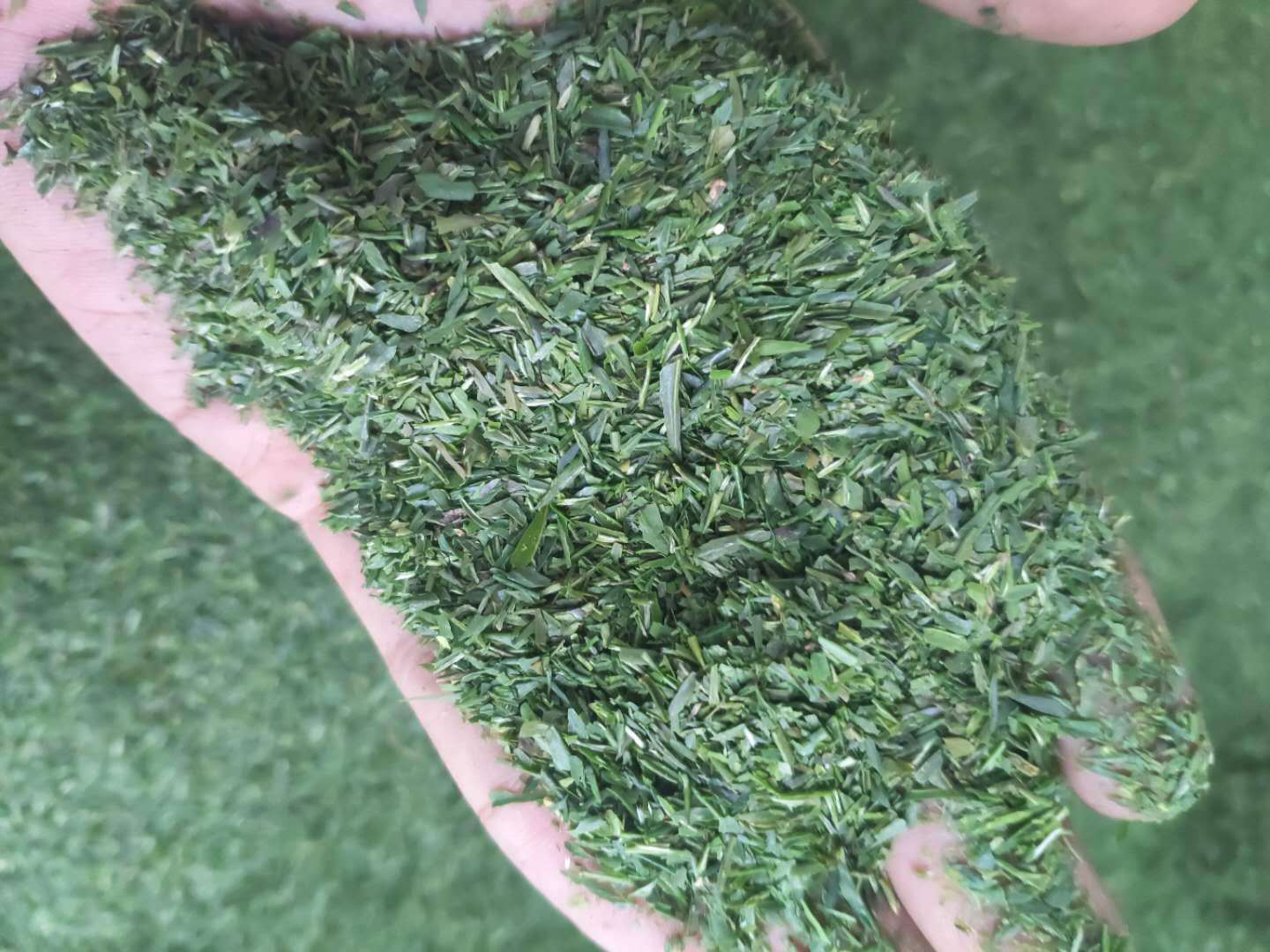 HelloYoung Guizhou Alpine Tea Bird's Tongue Mao Jian Tea Pieces Bulk Alpine Yunwu Tea Piece