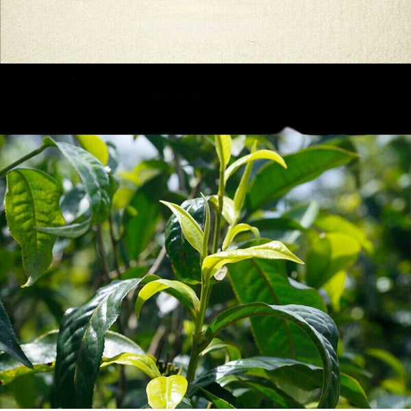 HelloYoung Yunnan Pu'er Tea Brick Organic Raw Pu-erh Green Tea Healthy Drink 250g Top-Grade