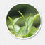 HelloYoung Refreshing Fuding White Tea Jasmine Hand Teared Health Tea White Tea Natural150g