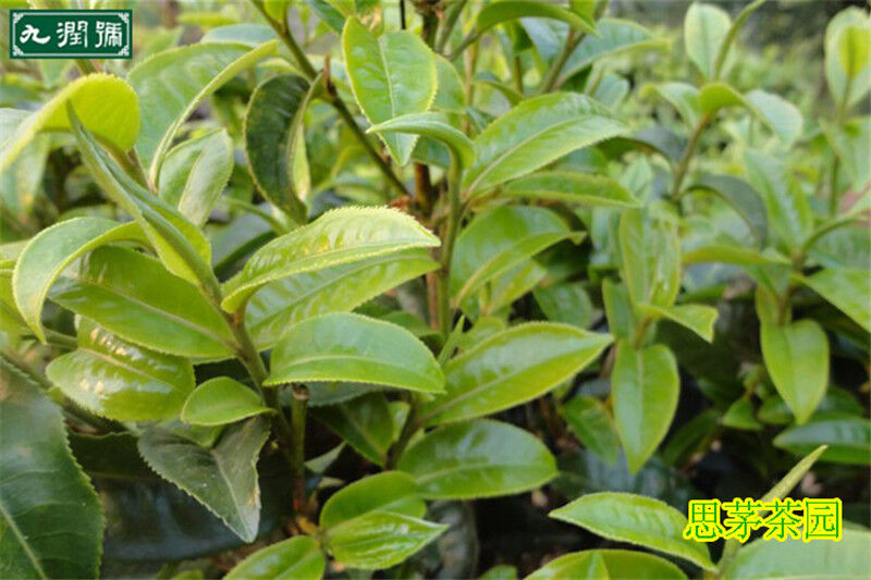 HelloYoung 100g High Quality Green Tea Chinese Top Grade Biluochun Tea Health Tea Flowering