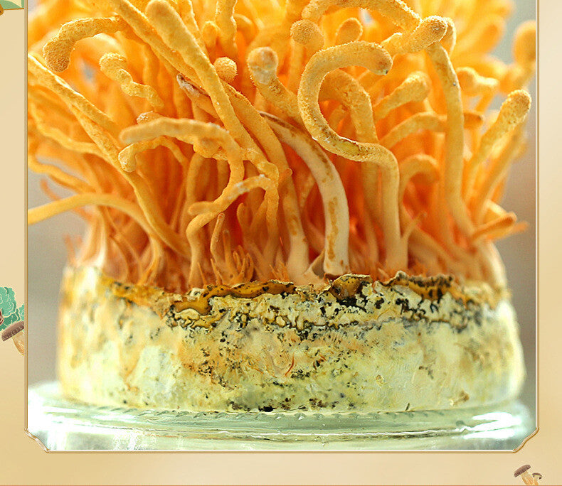250g Organic Dried Cordyceps Flower Spore Head Sulfur free North Cordyceps Fresh