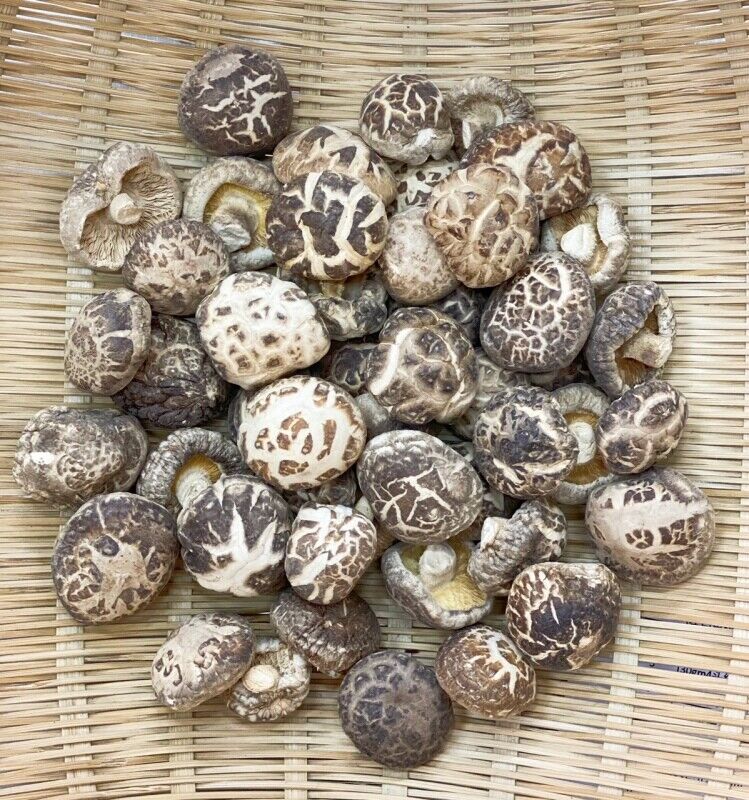 HelloYoung Premium Dried Tea Flower Edible Mushroom Chinese Herbal Fungi Bag Package 250g