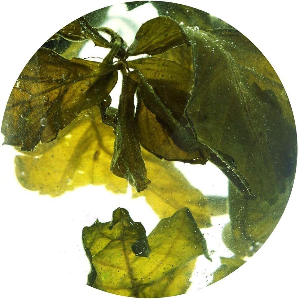 250g Premium Seven Leaf Jiaogulan Gynostemma Chinese Herbal GREEN TEA Loose Leaf