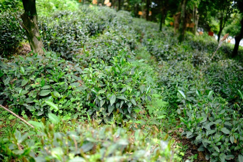 2025 First Flush Longjing Tea Premium Grade 50g Fresh Hangzhou Origin