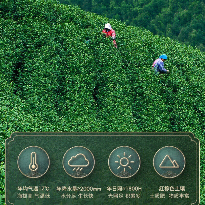HelloYoung 100g Chinese Tea Anji Baicha White Tea One Bud One Leaf Early Spring Green Tea