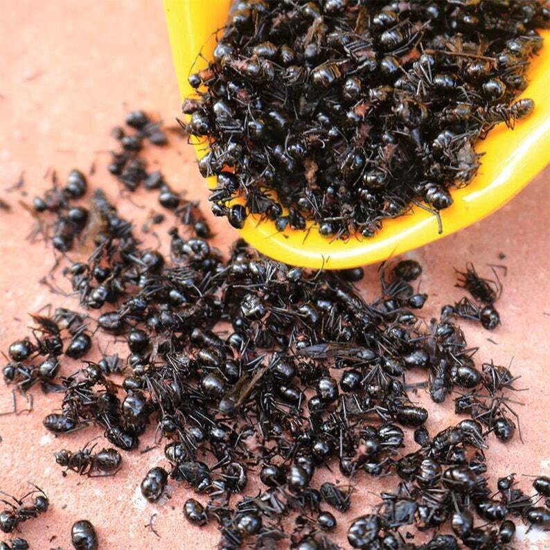 Wild Nature Dry Black Ants - Nature Ant As Food Herb Tonic Body Grate Quality Main image