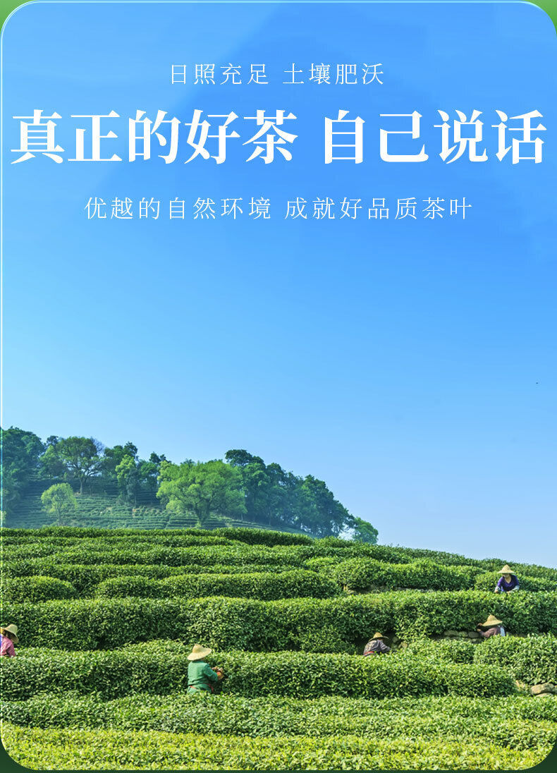 Chinese Biluochun Green Tea Fresh Green Tea Sweet Tea 50g