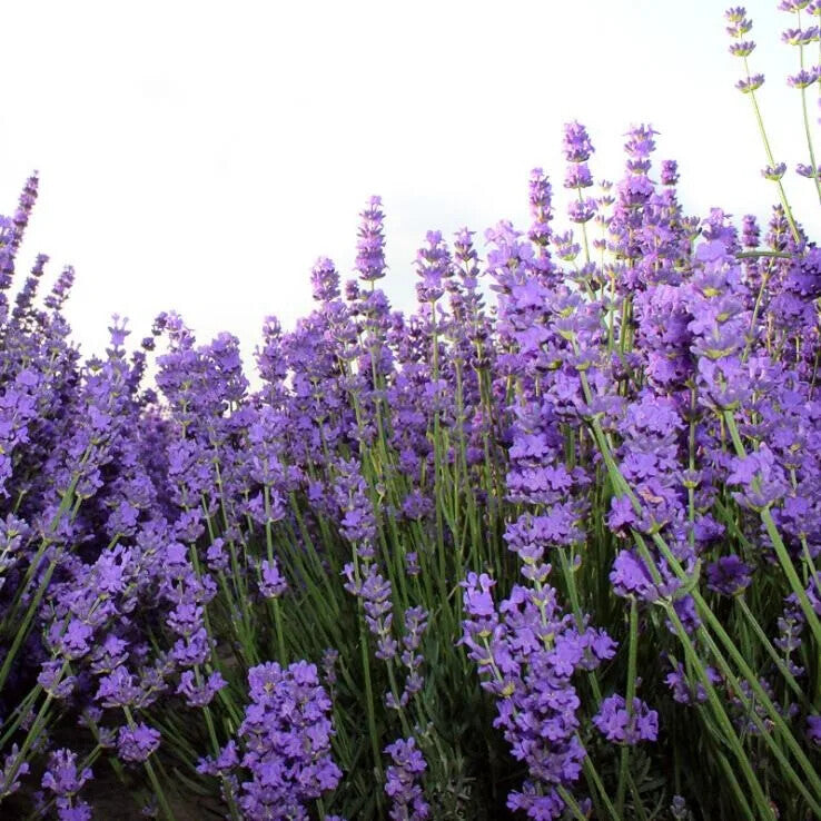 Lavender Flower Tea for Relieving Stress Chinese Herb Tea High Quality