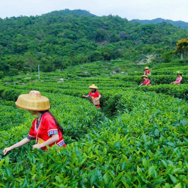Jin Iceland Ripe Puerh Tea Yunnan Old Tree Great Puer Premium Black Tea