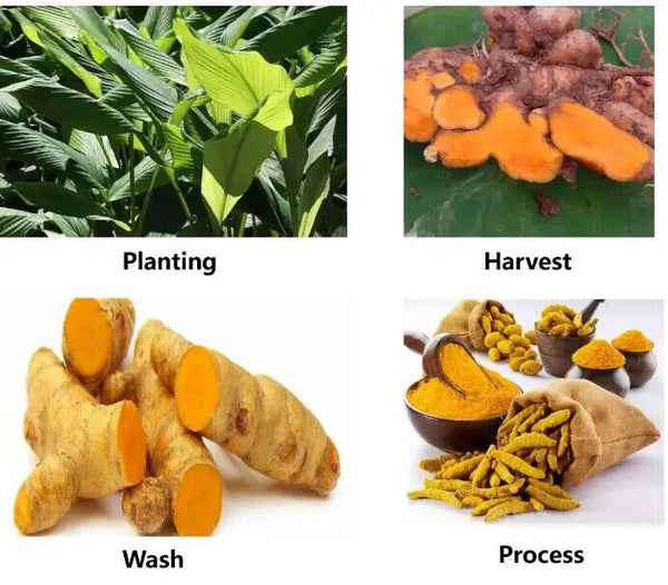 Dried Yellow Ginger Powder Pure Turmeric Powder Tender Ginger Powder