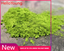 JAPANESE Matcha Green Tea Powder. (All Purpose) Matcha for Tea, Latte, Desserts