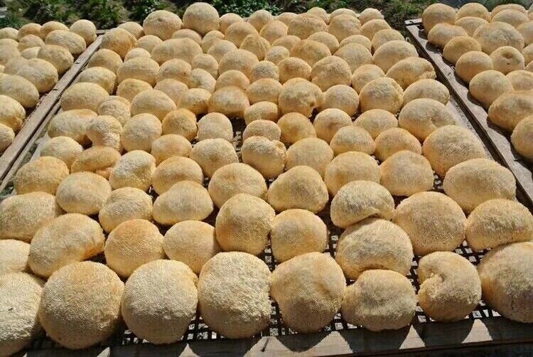 HelloYoung 250g Hericium Erinsceus Mushroom Premium Lions Mane Mushroom Chinese Dried Goods