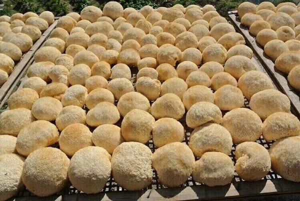 HelloYoung 250g Hericium Erinsceus Mushroom Premium Lions Mane Mushroom Chinese Dried Goods