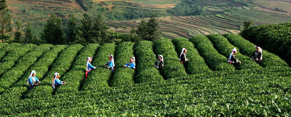 125g Milk Oolong Tea Taiwan Jin xuan Milk Oolong Milk Tea Tiguanyin Green Tea