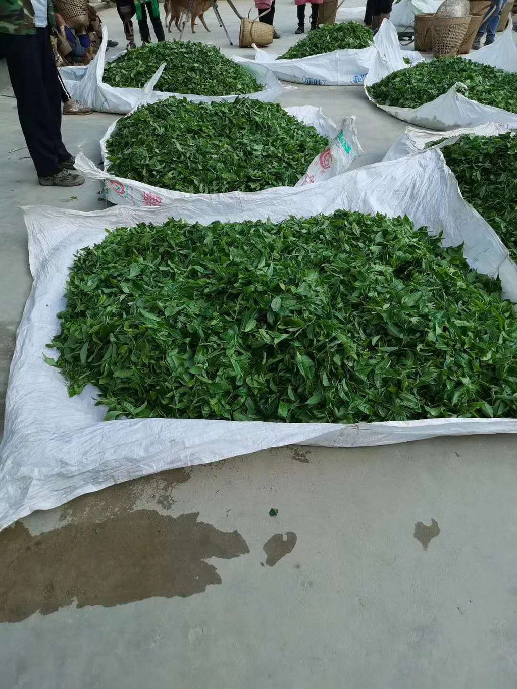HelloYoung 357g Ancient Tree White Moonlight Yunnan Pu'er Tea White Tea Old White Tea Cake