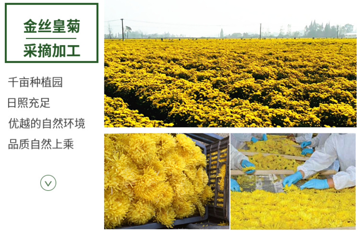 HelloYoung Base direct supply of bulk golden chrysanthemum large chrysanthemum tea 17.6oz