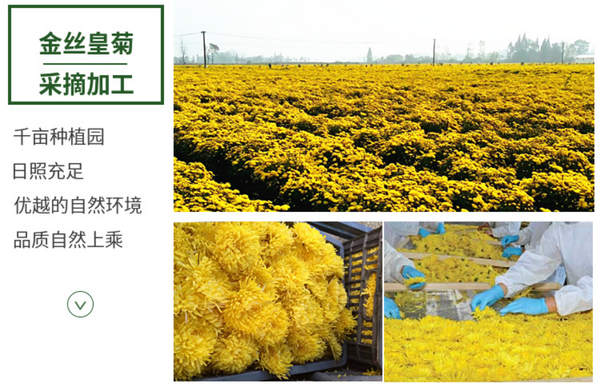 HelloYoung Base direct supply of bulk golden chrysanthemum large chrysanthemum tea 17.6oz