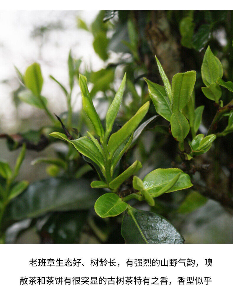 Lao Banzhang Pu'er Tea Cake Yunnan Qizi Cake Tea Old Ancient Tree Ripe Tea