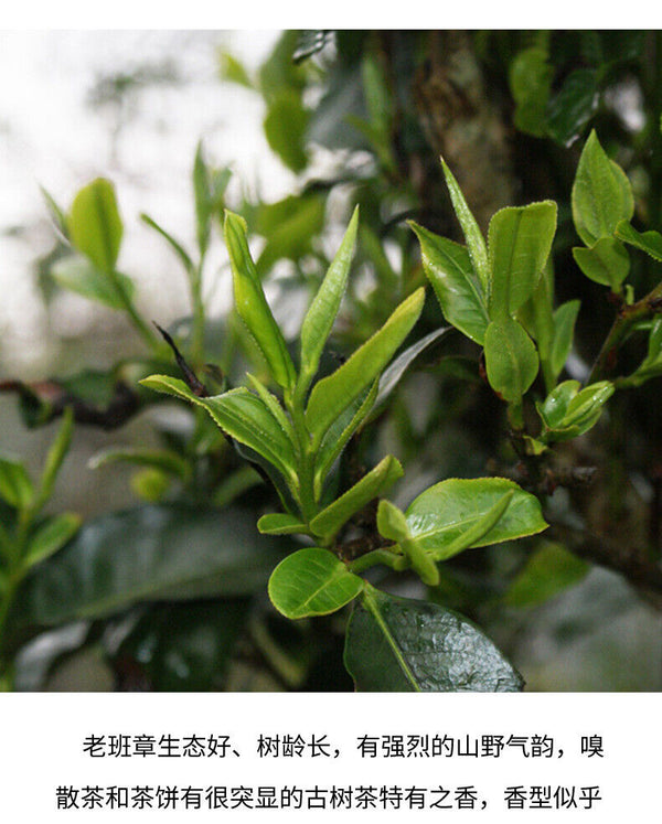 Lao Banzhang Pu'er Tea Cake Yunnan Qizi Cake Tea Old Ancient Tree Ripe Tea