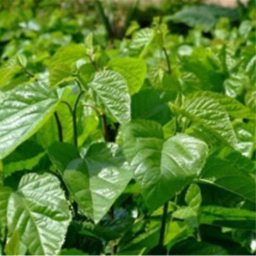 HelloYoung Dried Mulberry Leaf Tea Chinese Natural Mulberry Leaves Tea Herbal Detox Tea50g