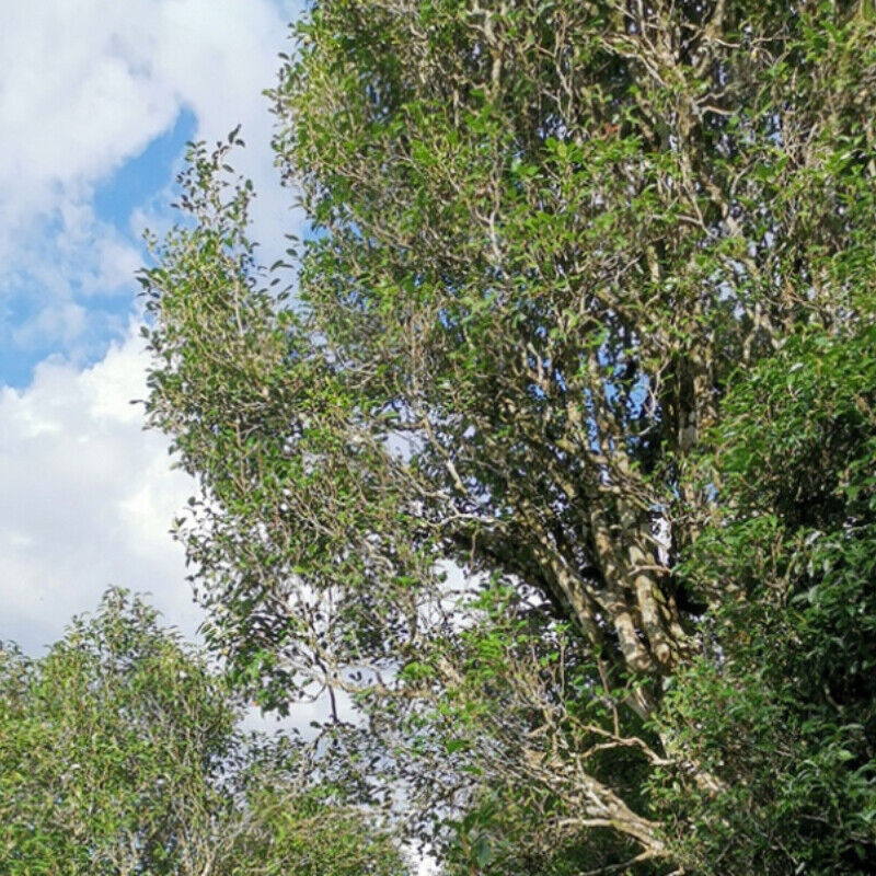 Pu'er Green Tea Health Care Premium Tea 250g/8.8oz Dragon Ball Raw Pu-Erh Tea