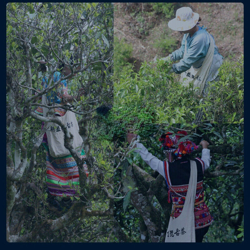 HelloYoung Natural Health Tea Pu'er Tea Chinese New Cha Tea 500g 新益号 特沱 普洱茶 生茶 沱茶 生普 茶叶 新茶