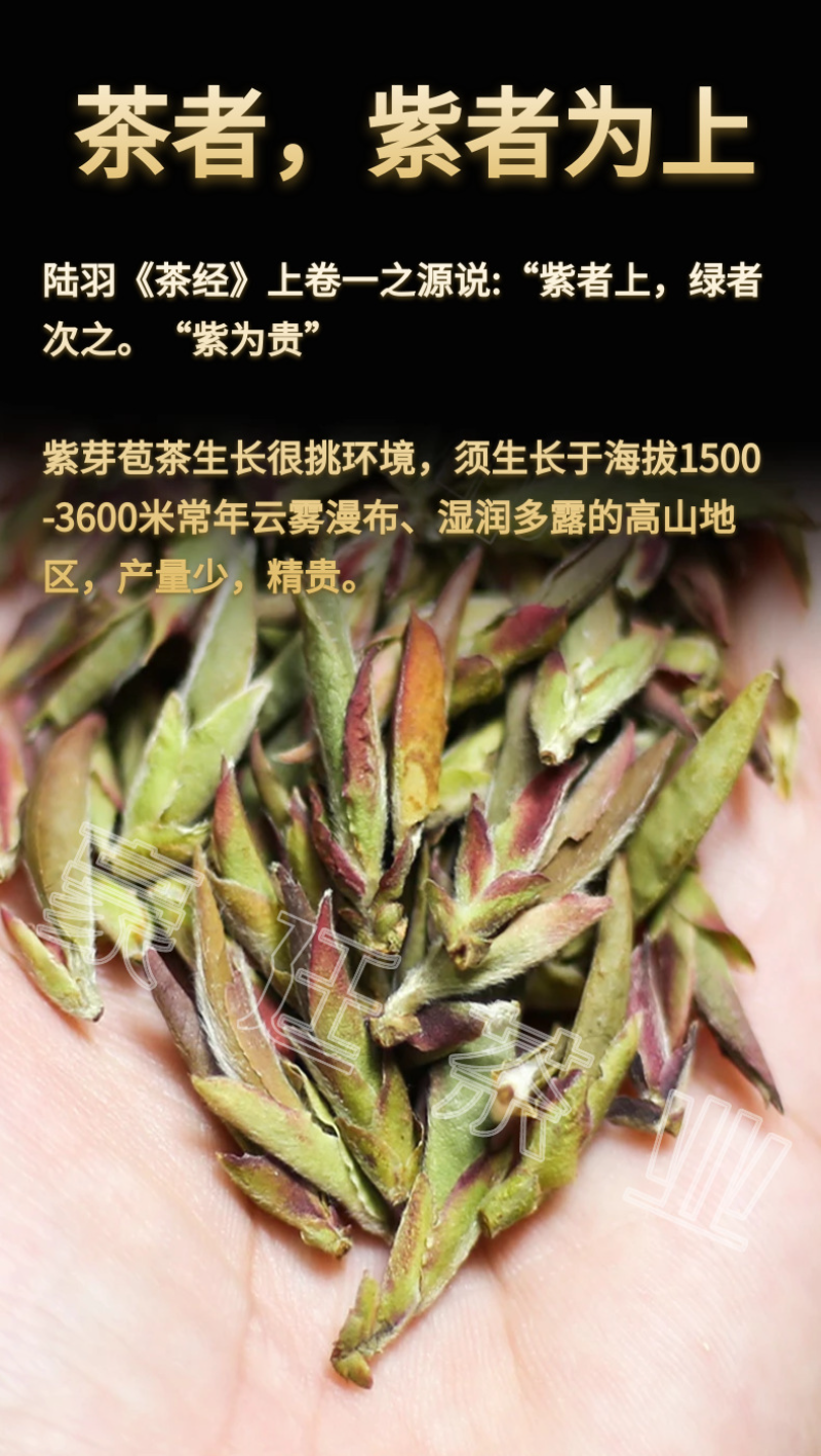 HelloYoung Yunnan Pu'er Tea Purple Buds Early Spring New Tea MingQian Spring Tea Nectar Tea