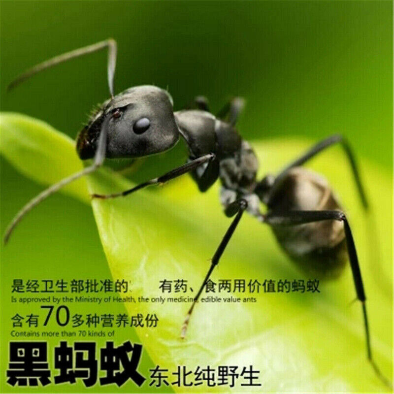 HelloYoung Black Ant Vic Roger Polyrhachis Premuim China Wild Chang Bai Shan Mountain 500g Secondary image