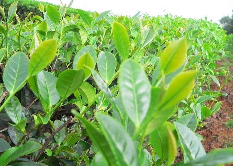 1Pc 100g Ripe Puerh Tuo Cha Premium Yunnan Puer Tea Old Tree Material Pu Erh Tea
