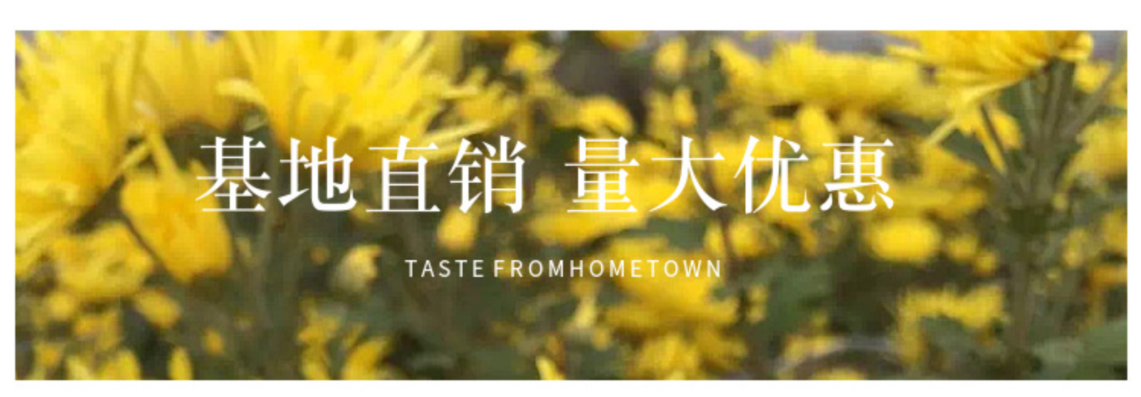 HelloYoung Base direct supply of bulk golden chrysanthemum large chrysanthemum tea 17.6oz